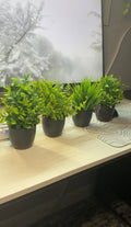 Faux Plants Set (4pc)